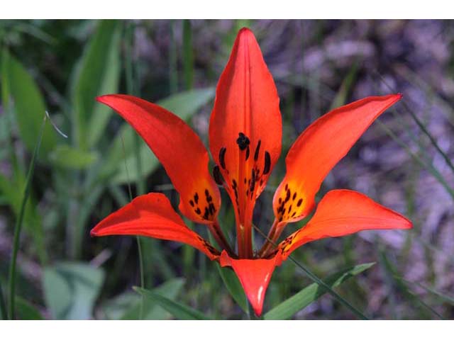 Lilium philadelphicum (Wood lily) #69174