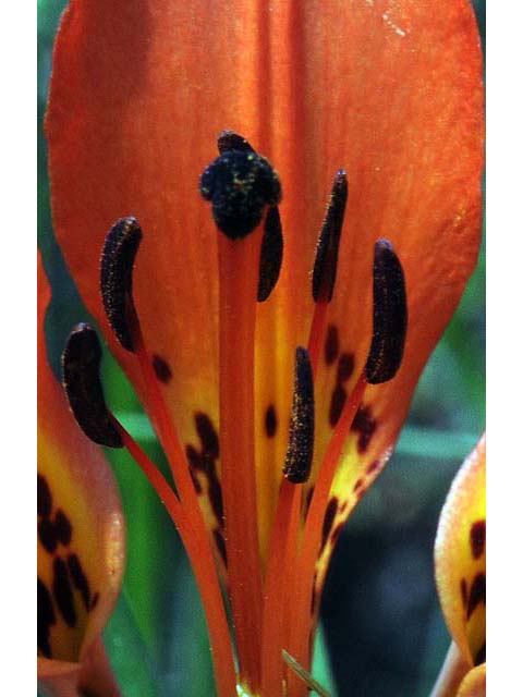Lilium philadelphicum (Wood lily) #69176