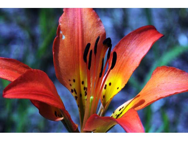 Lilium philadelphicum (Wood lily) #69177