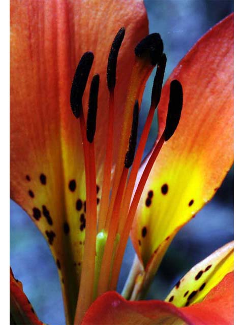 Lilium philadelphicum (Wood lily) #69178