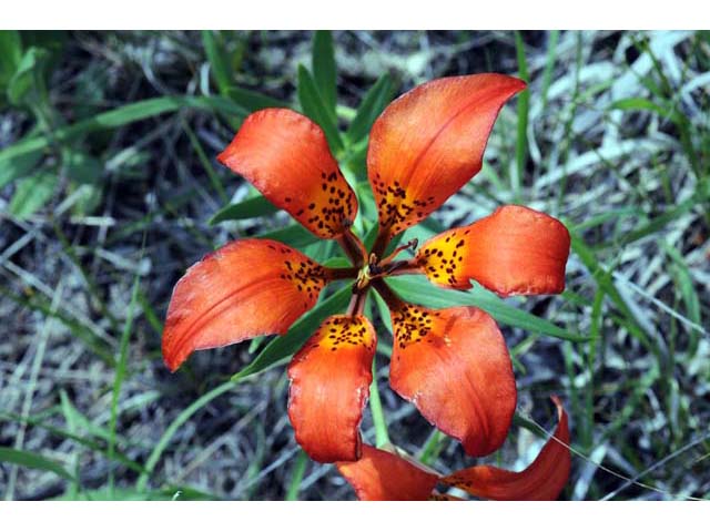 Lilium philadelphicum (Wood lily) #69180