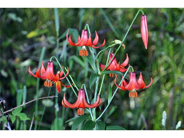 Lilium canadense (Canada lily) #69183