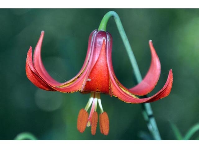 Lilium canadense (Canada lily) #69193