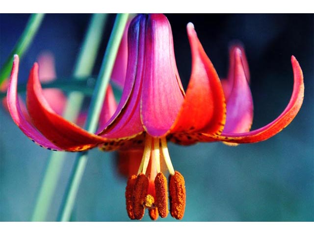 Lilium canadense (Canada lily) #69203