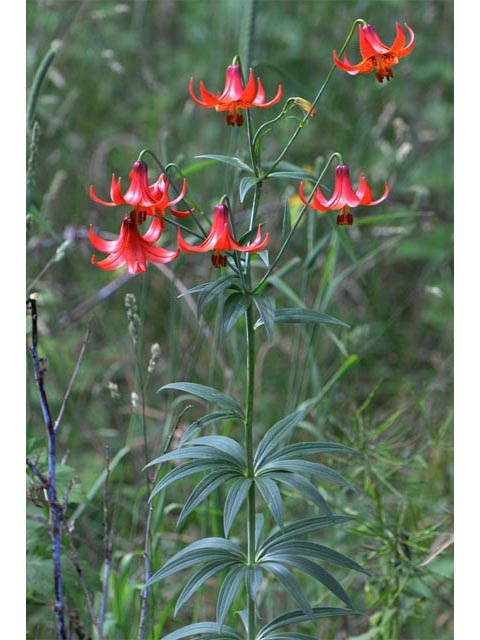 Lilium canadense (Canada lily) #69211