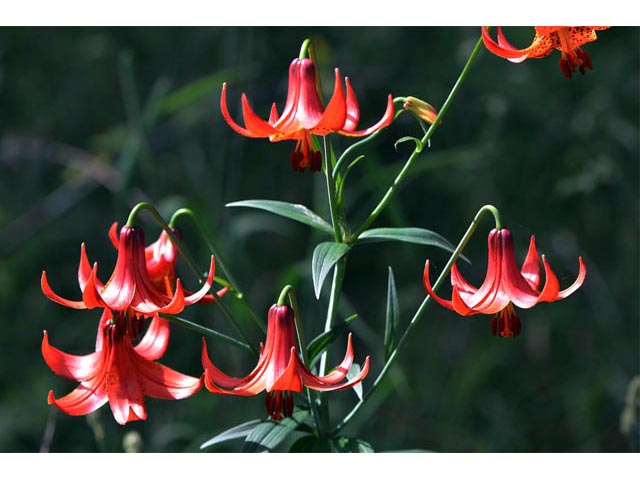 Lilium canadense (Canada lily) #69213