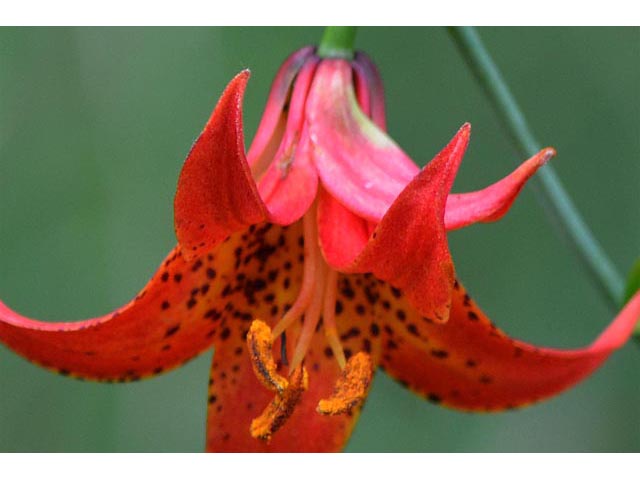 Lilium canadense (Canada lily) #69217