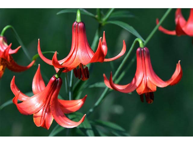 Lilium canadense (Canada lily) #69218