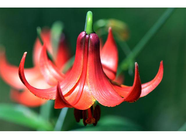 Lilium canadense (Canada lily) #69220