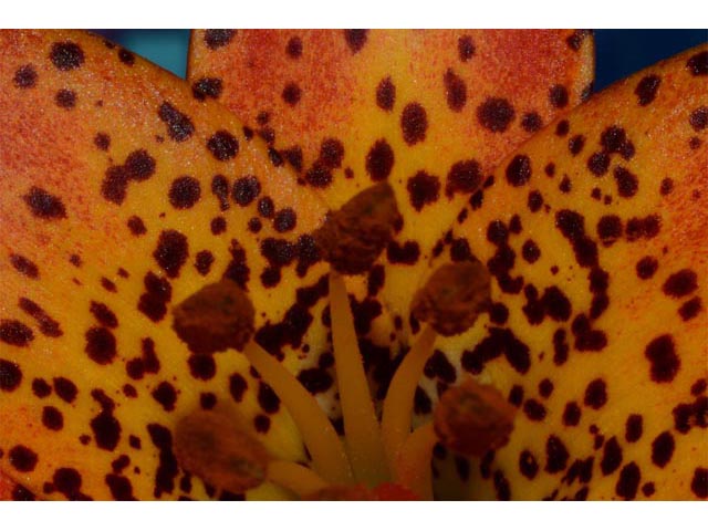 Lilium canadense (Canada lily) #69224