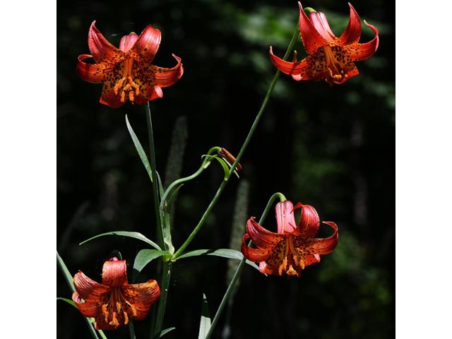 Lilium canadense (Canada lily) #69231
