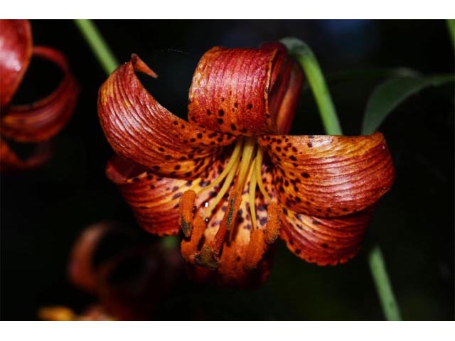 Lilium canadense (Canada lily) #69235