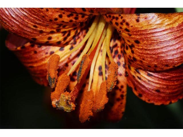 Lilium canadense (Canada lily) #69237