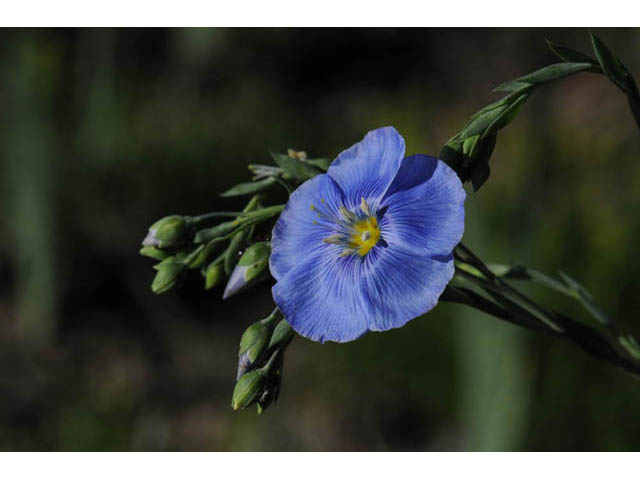 Linum lewisii (Wild blue flax) #69265
