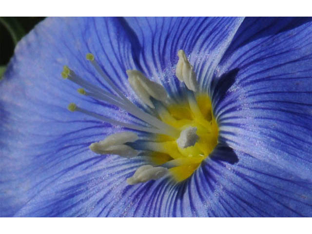 Linum lewisii (Wild blue flax) #69267