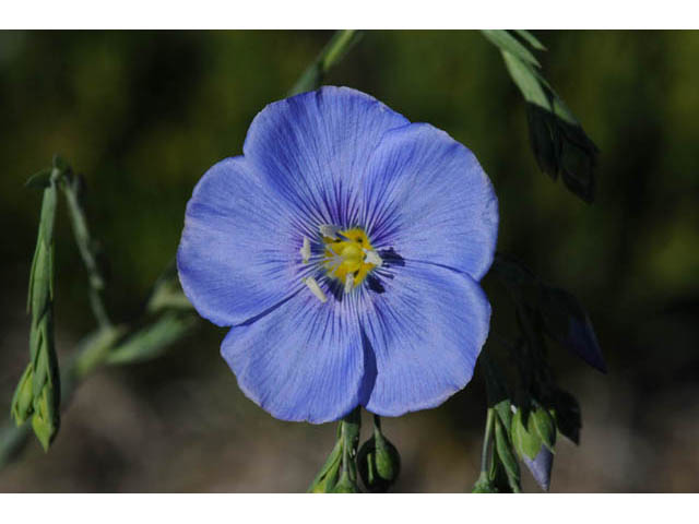 Linum lewisii (Wild blue flax) #69268