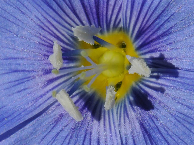 Linum lewisii (Wild blue flax) #69269