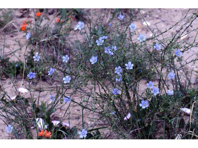 Linum lewisii (Wild blue flax) #69270