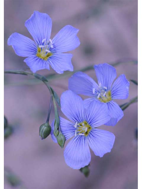 Linum lewisii (Wild blue flax) #69272