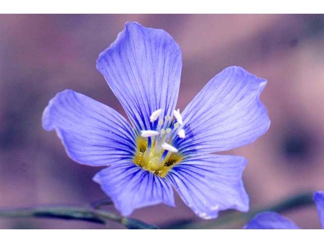 Linum lewisii (Wild blue flax) #69273