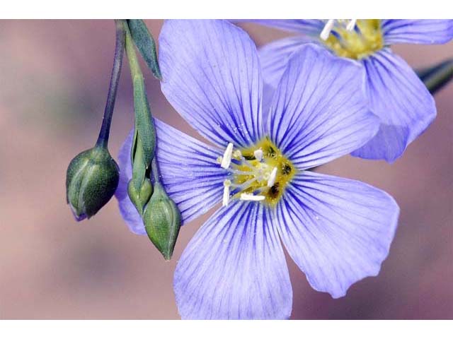Linum lewisii (Wild blue flax) #69274