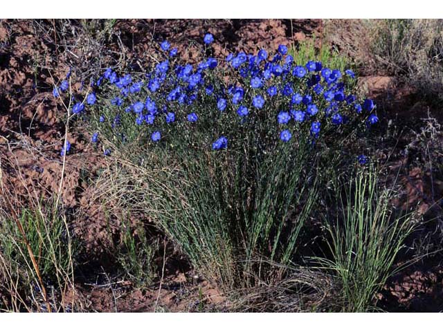 Linum lewisii (Wild blue flax) #69276