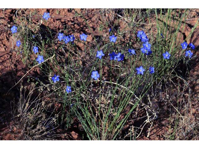 Linum lewisii (Wild blue flax) #69278