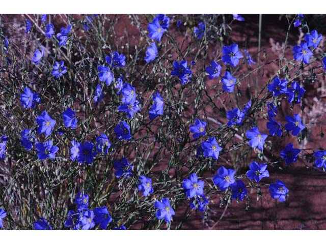 Linum lewisii (Wild blue flax) #69279