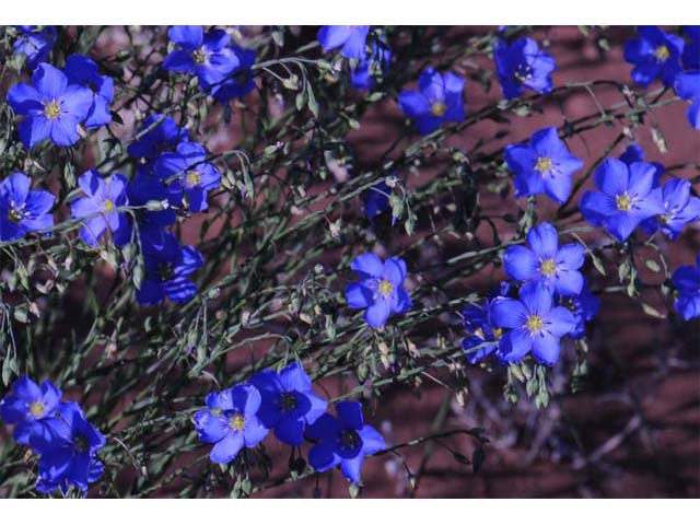 Linum lewisii (Wild blue flax) #69280
