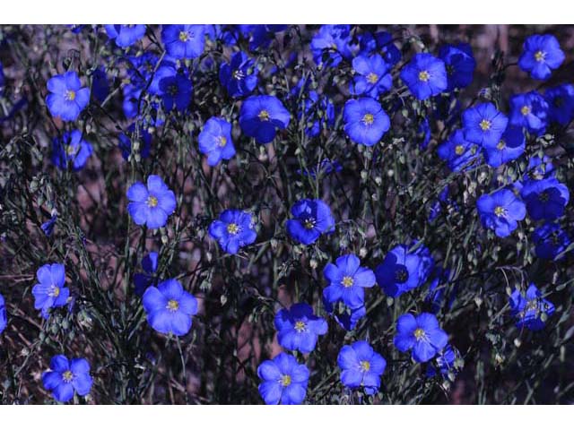 Linum lewisii (Wild blue flax) #69281