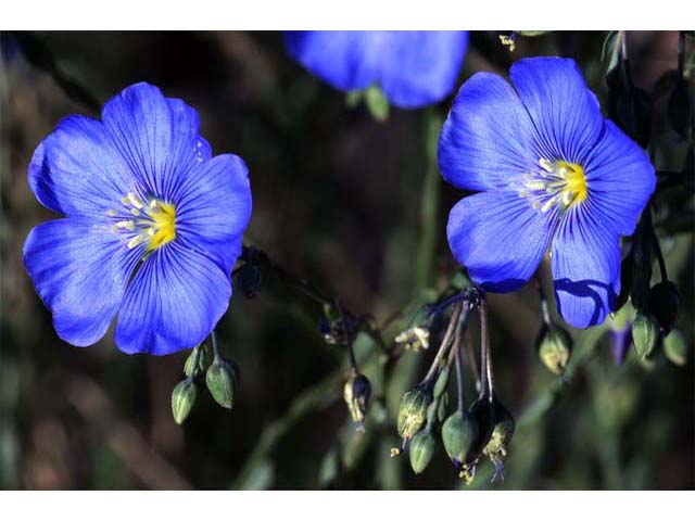 Linum lewisii (Wild blue flax) #69282