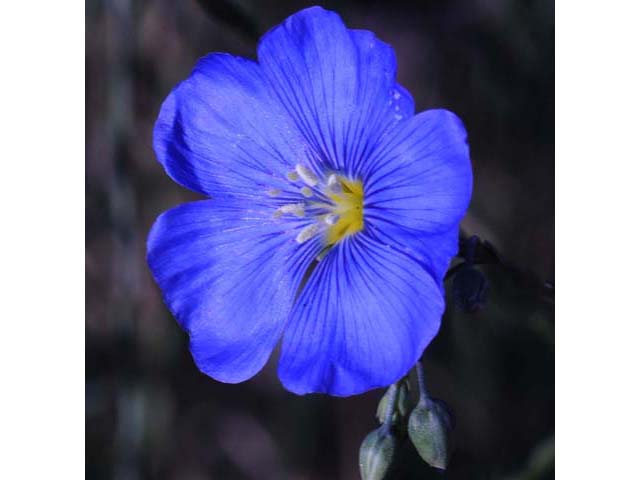 Linum lewisii (Wild blue flax) #69283