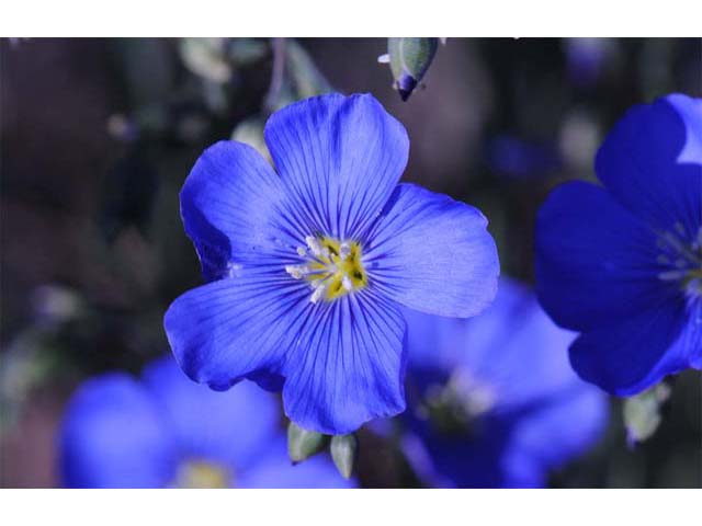 Linum lewisii (Wild blue flax) #69286