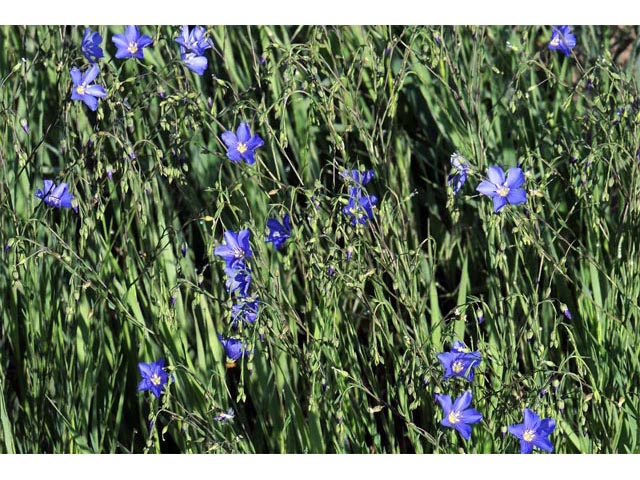 Linum lewisii (Wild blue flax) #69287