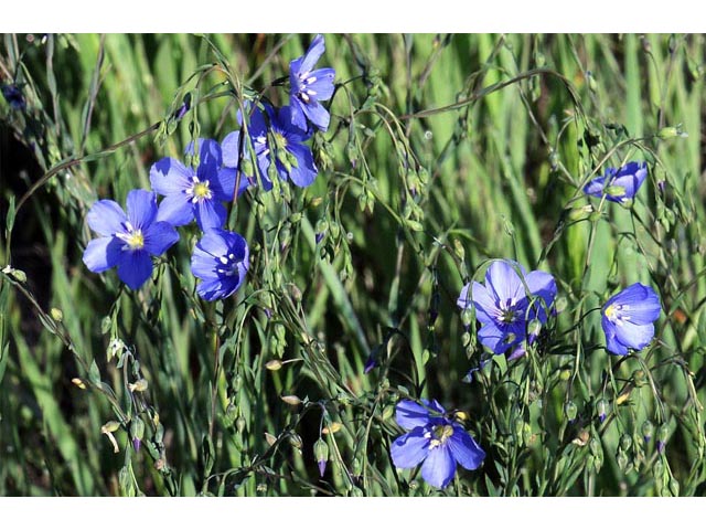 Linum lewisii (Wild blue flax) #69288