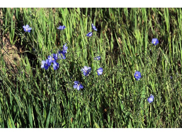 Linum lewisii (Wild blue flax) #69289