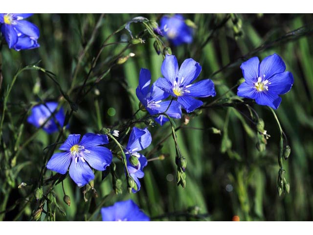 Linum lewisii (Wild blue flax) #69290