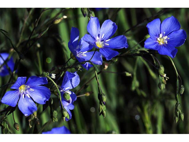 Linum lewisii (Wild blue flax) #69291