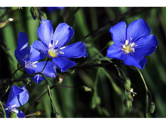 Linum lewisii (Wild blue flax) #69292