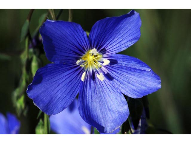 Linum lewisii (Wild blue flax) #69295