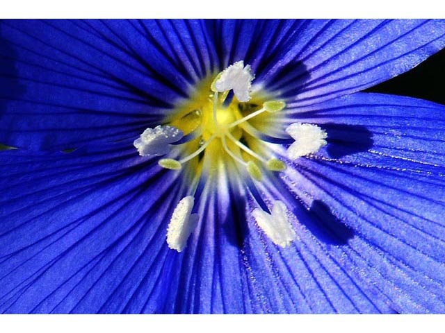 Linum lewisii (Wild blue flax) #69296