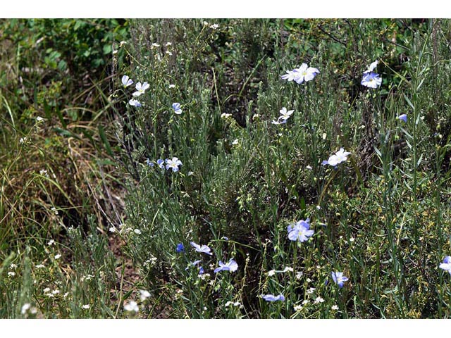 Linum lewisii (Wild blue flax) #69297