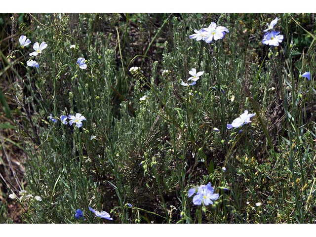 Linum lewisii (Wild blue flax) #69298