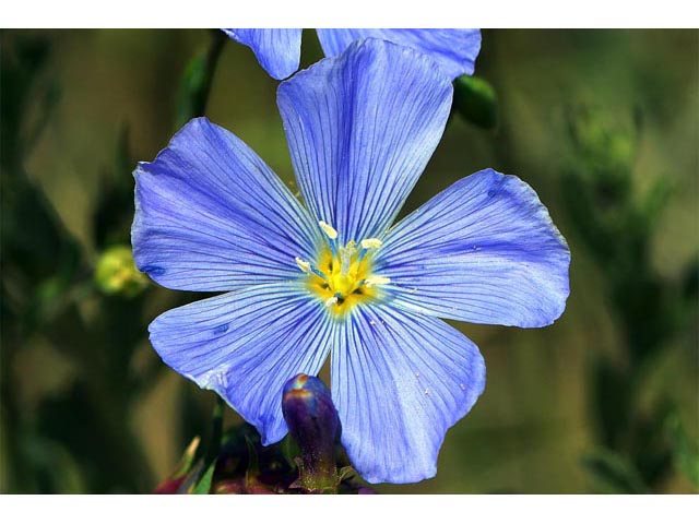 Linum lewisii (Wild blue flax) #69300