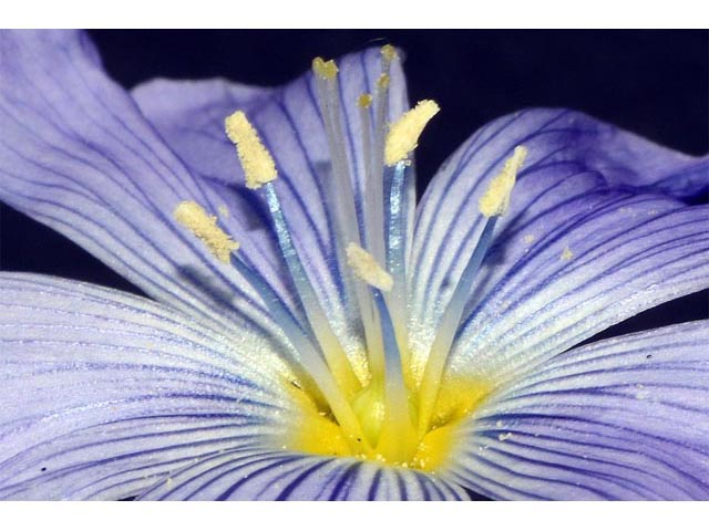 Linum lewisii (Wild blue flax) #69303