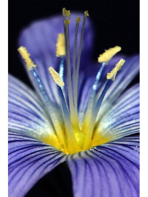 Linum lewisii (Wild blue flax) #69304