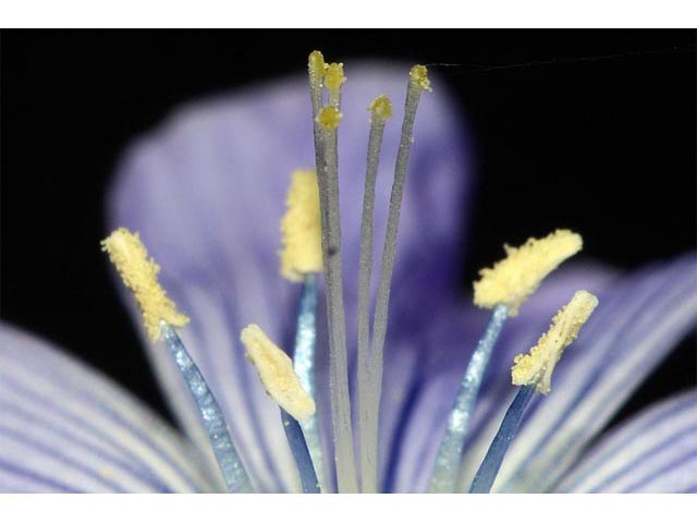 Linum lewisii (Wild blue flax) #69306