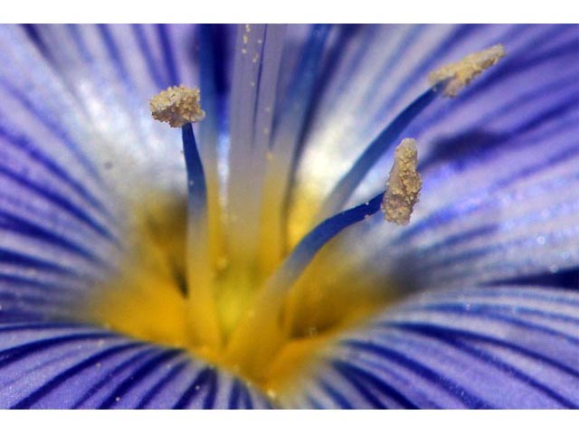 Linum lewisii (Wild blue flax) #69310