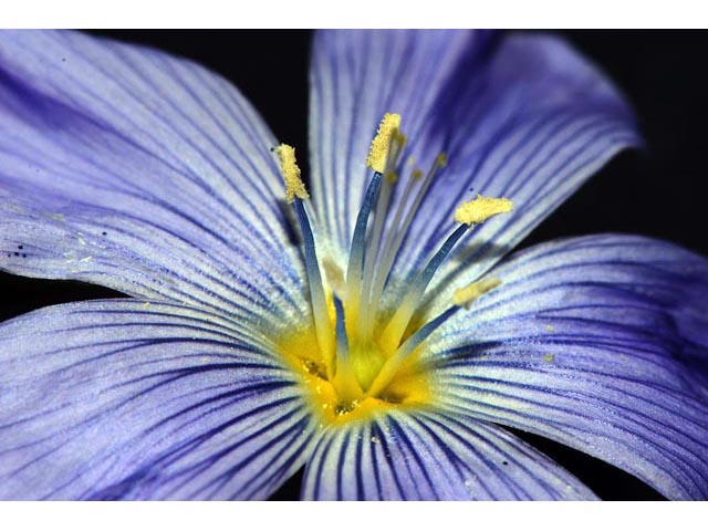 Linum lewisii (Wild blue flax) #69311