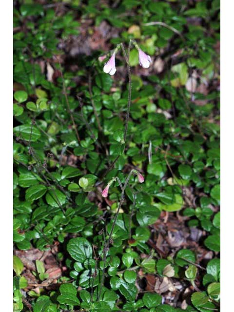 Linnaea borealis (Twinflower) #69313